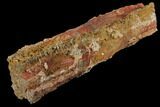 Devonian Petrified Wood (Callixylon) Section - Oldest True Wood #102056-1